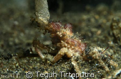 Captured in Lembeh Strait, Manado, Indonesia by Teguh Tirtaputra 